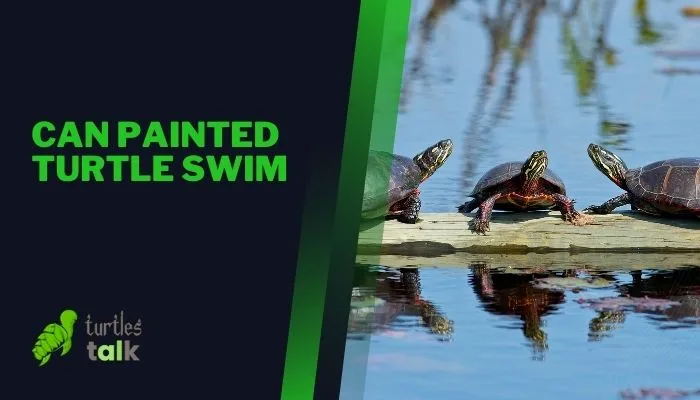 Can Painted Turtle Swim