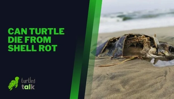 Can Turtle Die From Shell Rot