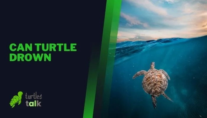 Can Turtle Drown