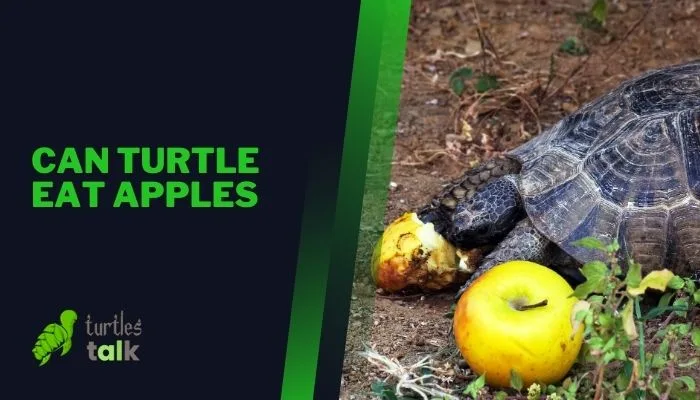 Can Turtle Eat Apples