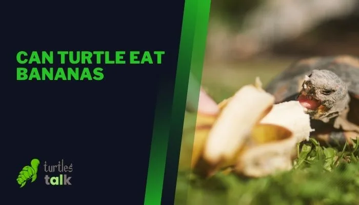 Can Turtle Eat Bananas