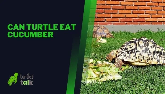 Can Turtle Eat Cucumber