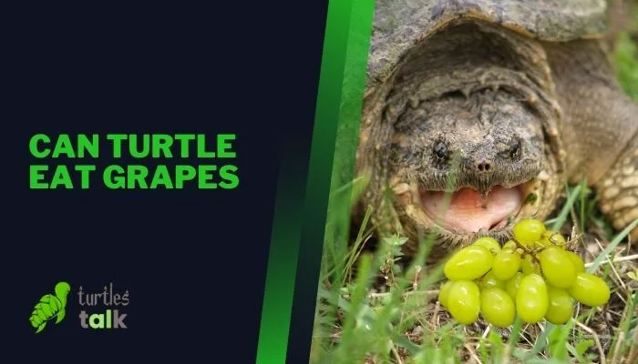 Can Turtle Eat Grapes