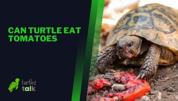 Can Turtle Eat Tomatoes
