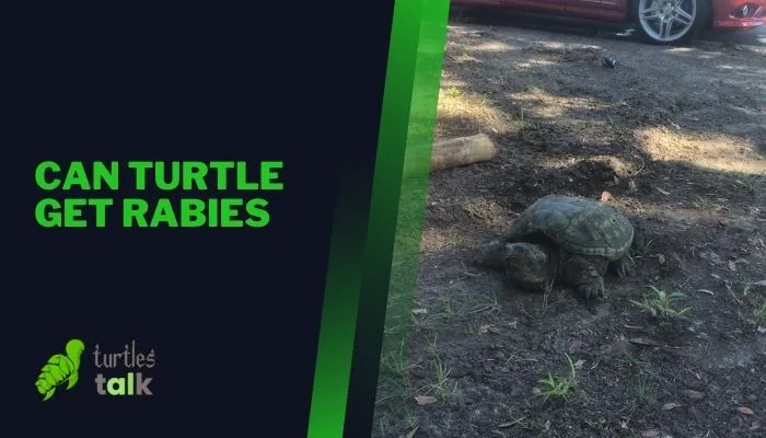 Can Turtle Get Rabies