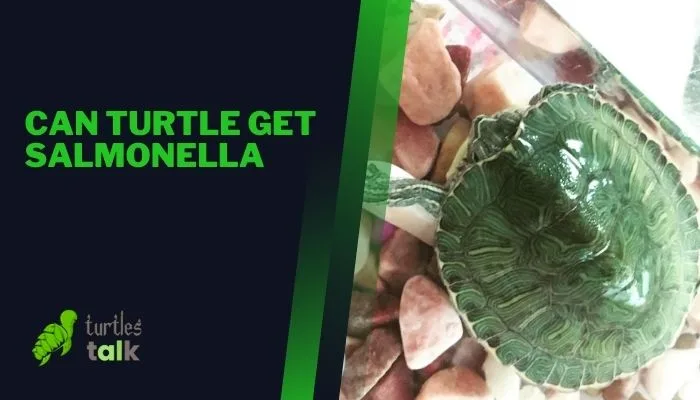 Can Turtle Get Salmonella