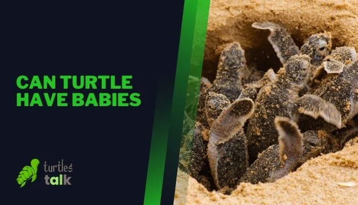 Can Turtle Have Babies