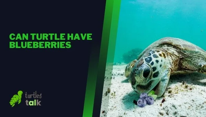 Can Turtle Have Blueberries