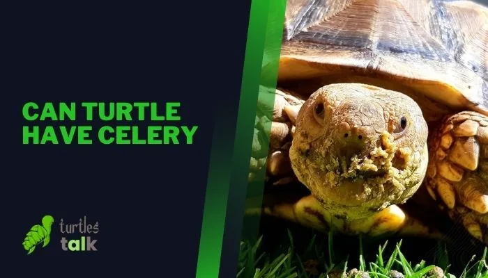 Can Turtle Have Celery