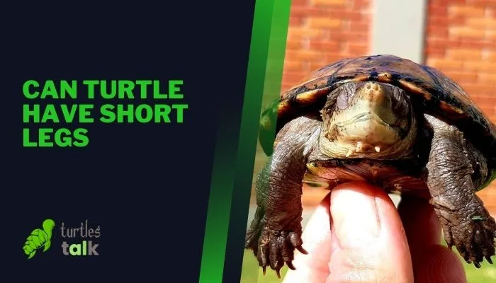Can Turtle Have Short Legs