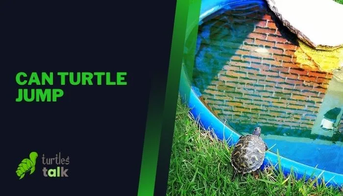 Can Turtle Jump