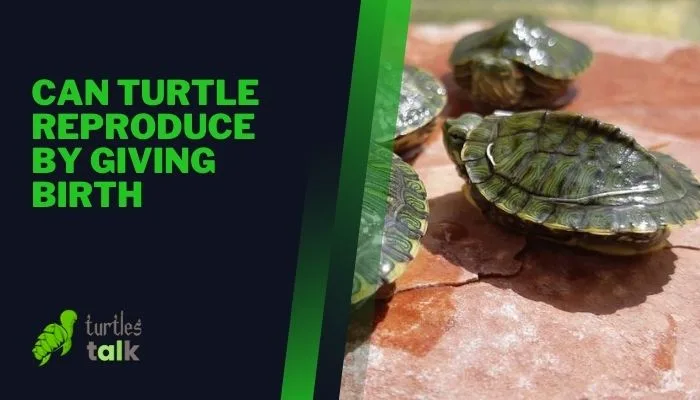 Can Turtle Reproduce by Giving Birth