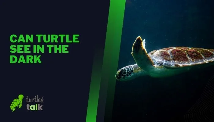 Can Turtle See in the Dark