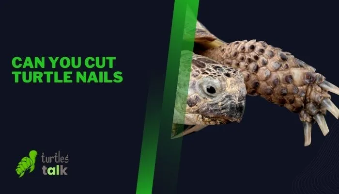 Can You Cut Turtle Nails