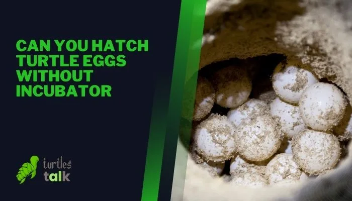 Can You Hatch Turtle Eggs Without Incubator