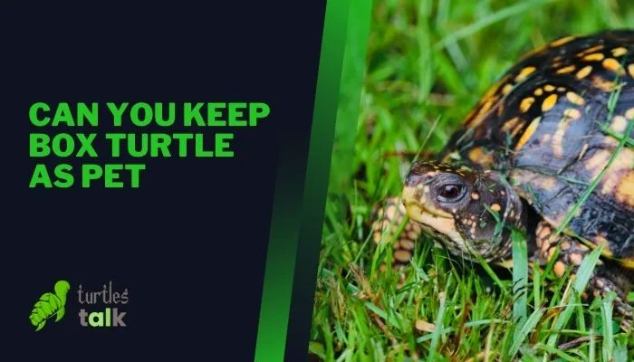 Can You Keep Box Turtle as Pet