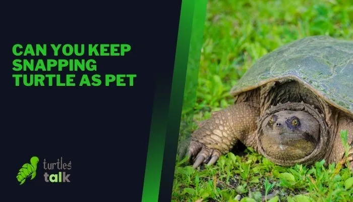 Can You Keep Snapping Turtle as Pet