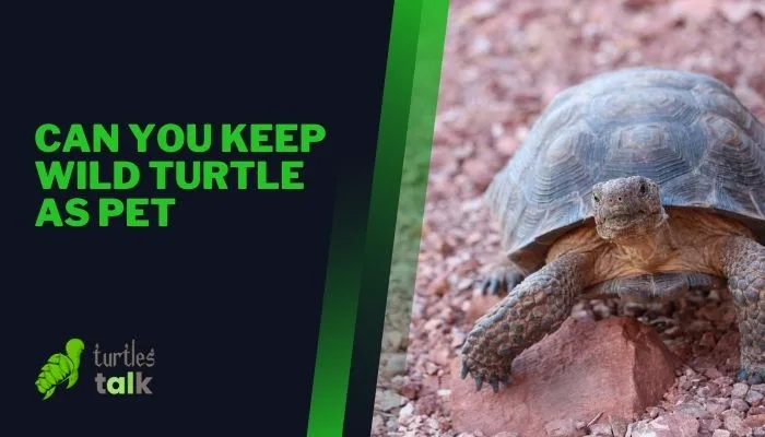 Can You Keep Wild Turtle as Pet