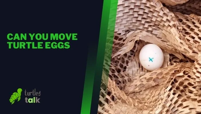 Can You Move Turtle Eggs