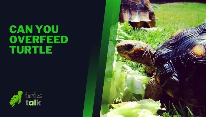 Can You Overfeed Turtle