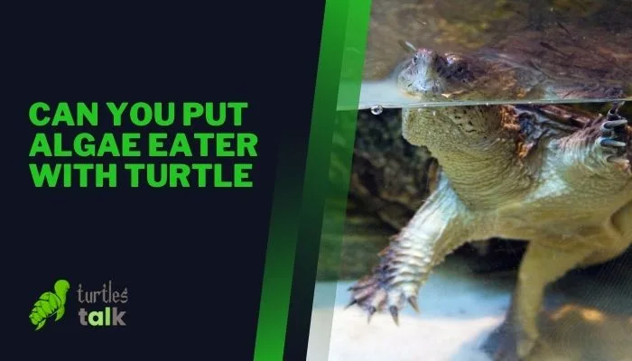 Can Turtle Eat Algae