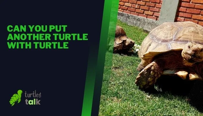 Can You Put Another Turtle With Turtle