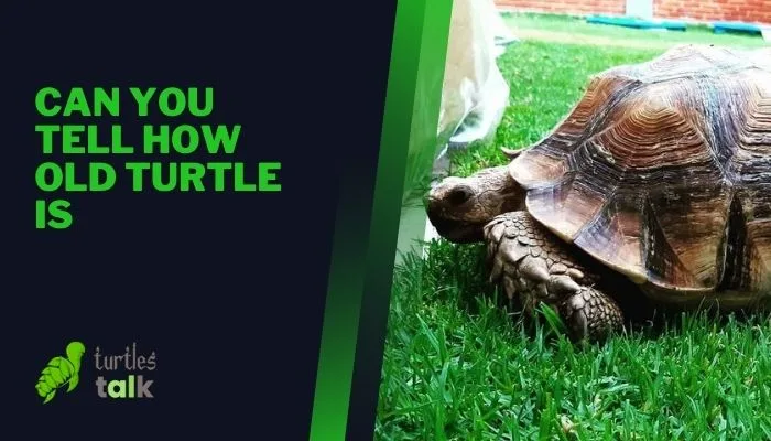 Can You Tell How Old Turtle Is