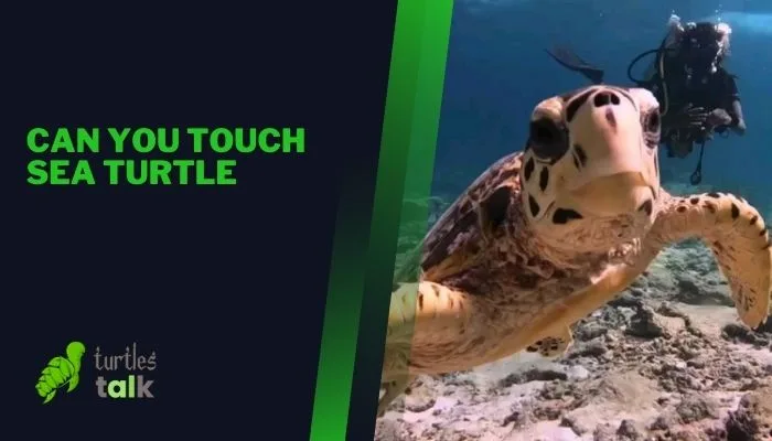 Can You Touch Sea Turtle