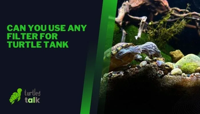 Can You Use Any Filter for Turtle Tank