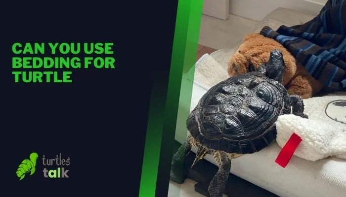 Can You Use Bedding for Turtle