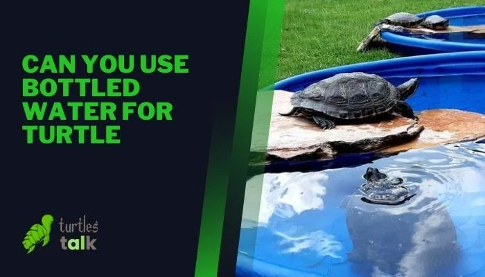 Can You Use Bottled Water for Turtle