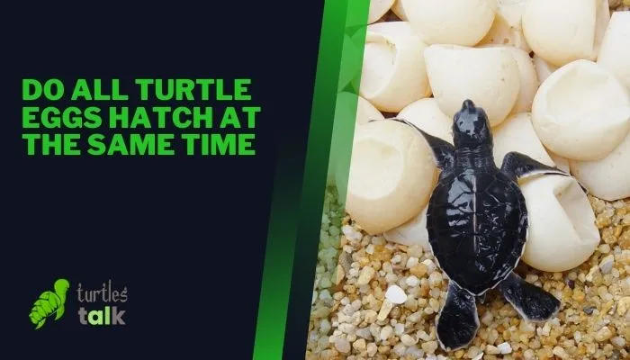 Do All Turtle Eggs Hatch at the Same Time