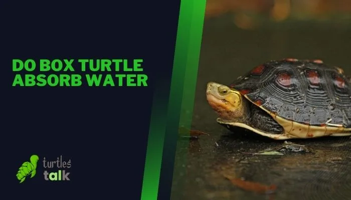 Do Box Turtle Absorb Water