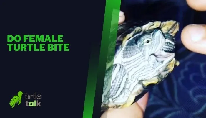 Do Female Turtle Bite