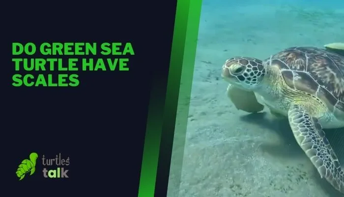 Do Green Sea Turtle Have Scales - Turtles Talk
