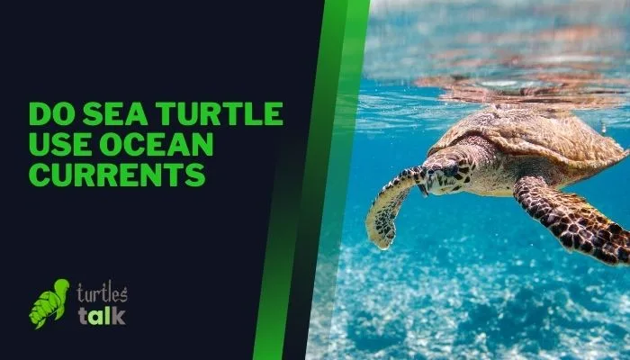 Do Sea Turtle Use Ocean Currents