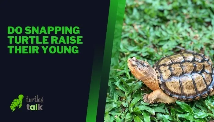 Do Snapping Turtle Raise Their Young