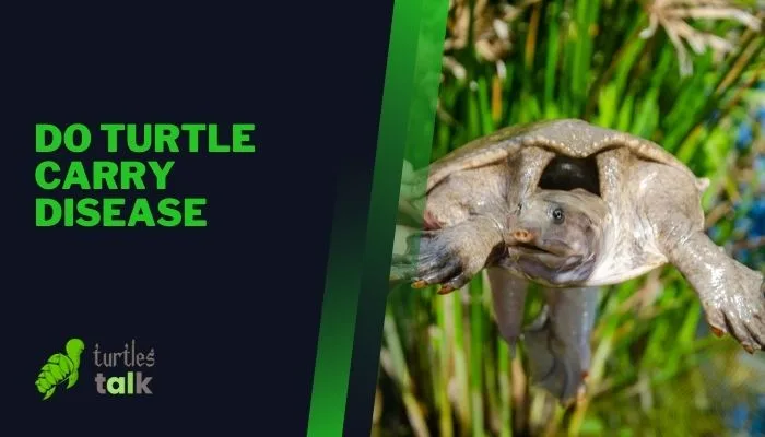 Do Turtle Carry Disease