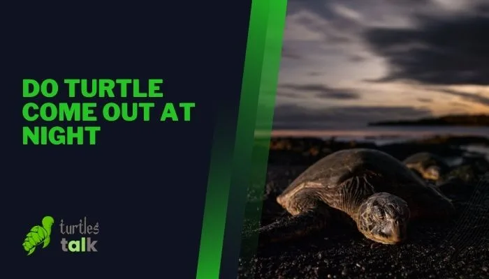 Do Turtle Come Out at Night