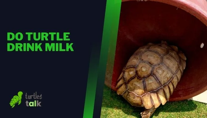 Do Turtle Drink Milk