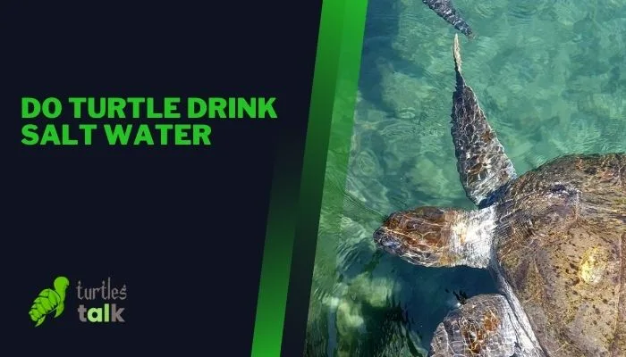 Do Turtle Drink Salt Water