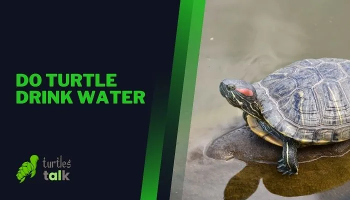 Do Turtle Drink Water