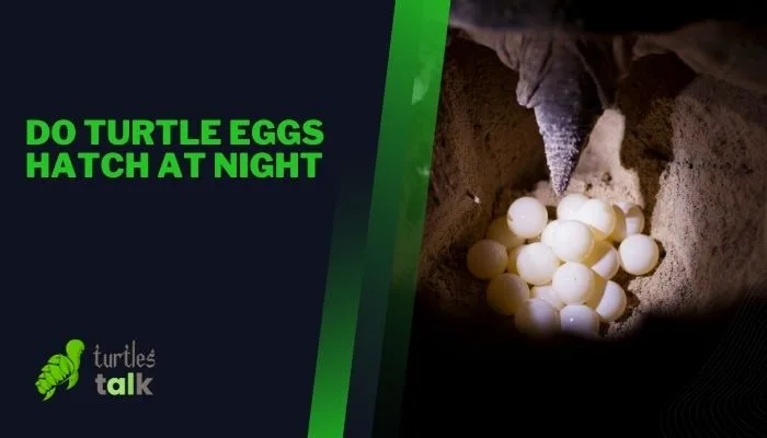 Do Turtle Eggs Hatch at Night