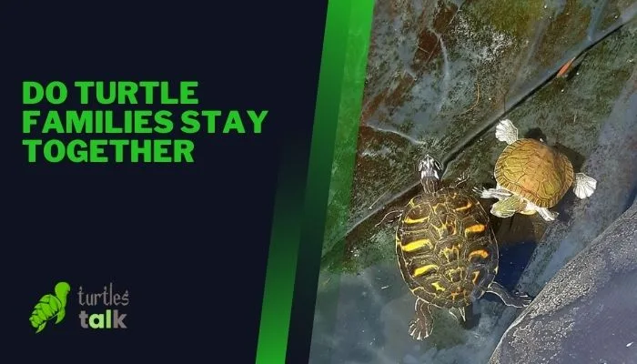 Do Turtle Families Stay Together