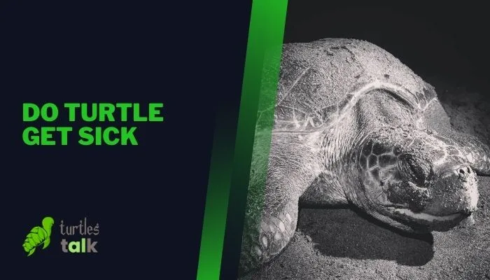 Do Turtle Get Sick