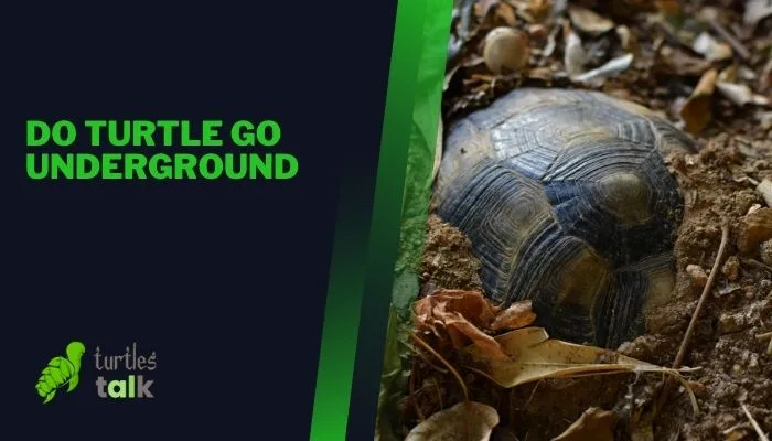 Do Turtle Go Underground