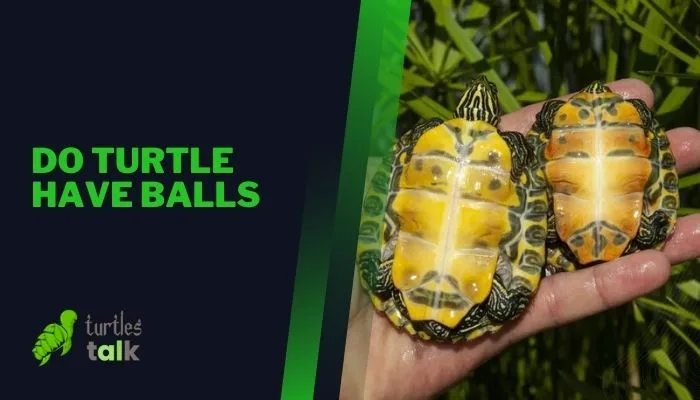 Do Turtle Have Balls