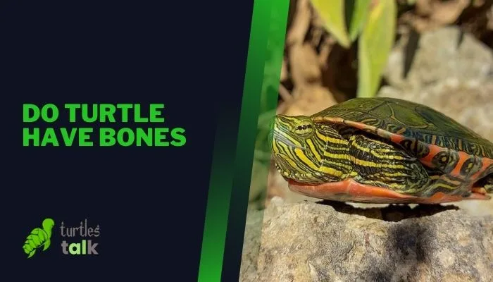 Do Turtle Have Bones