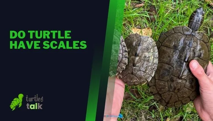 Do Turtle Have Scales