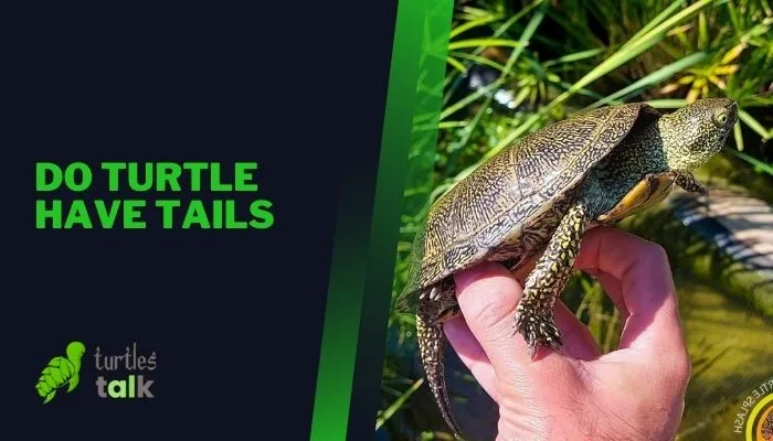 Do Turtle Have Tails